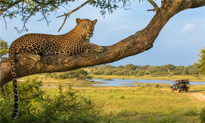 Wildlife safari landscape in Yala National Park, Sri Lanka